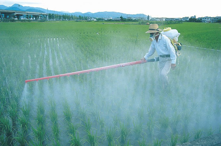 Пестициты в сухом корме. Чем они опасны для здоровья кошек