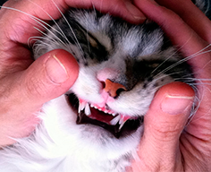 лакомство Sanabelle для зубов кошек и котов